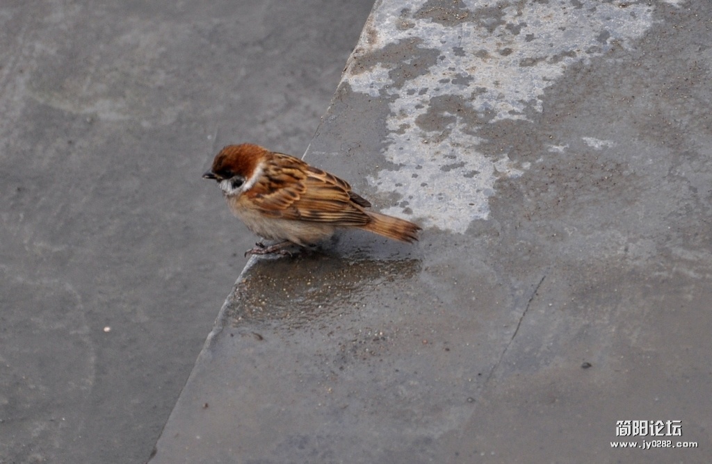 DSC_0218.jpg