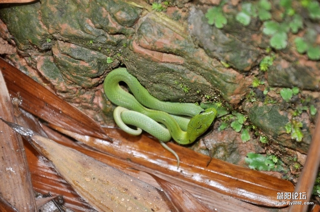 DSC_0611.jpg