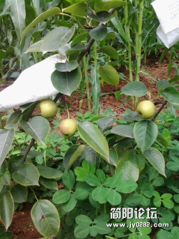 IMG20120624110255.jpg
