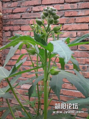 IMG20120624111525.jpg