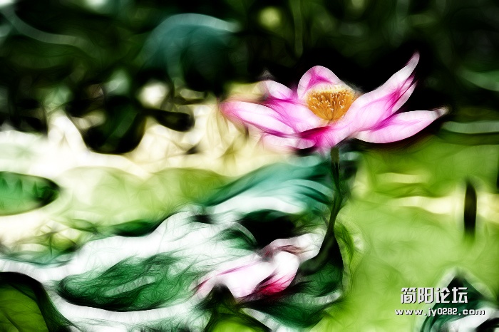 线绘荷花.jpg