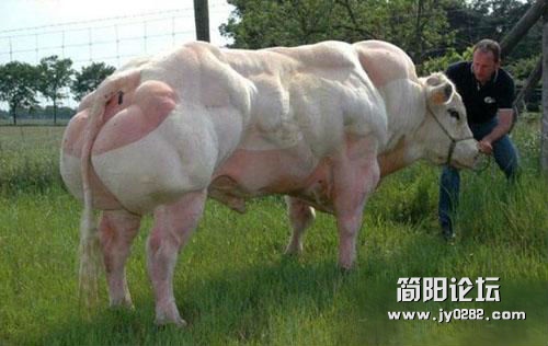 这才是猛牛.jpg