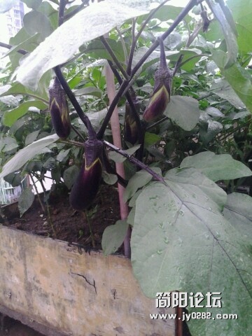 IMG20120627185320.jpg