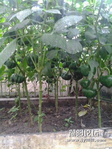 IMG20120627185341.jpg