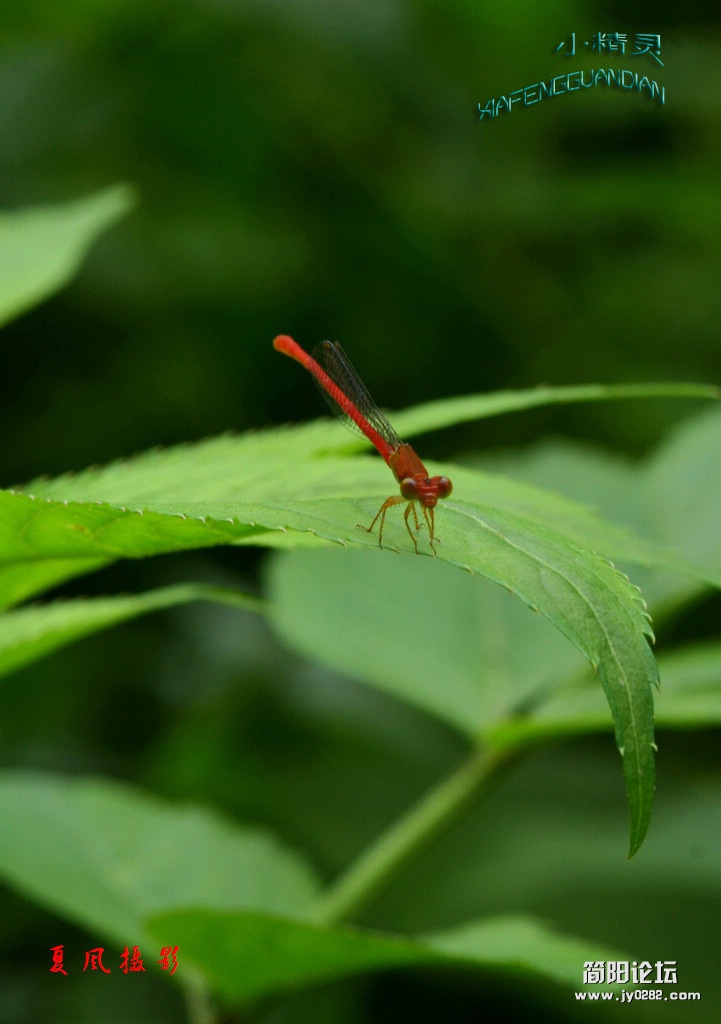 DSC_2299A.jpg