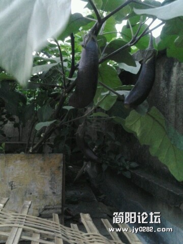 IMG20120704200953.jpg