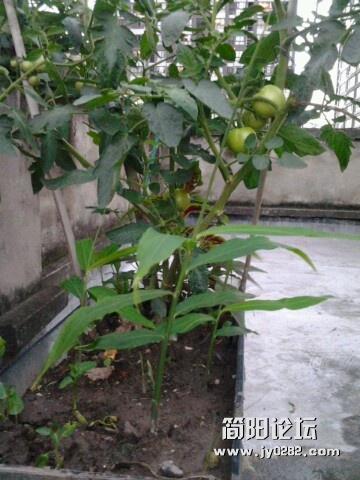 IMG20120704201211.jpg
