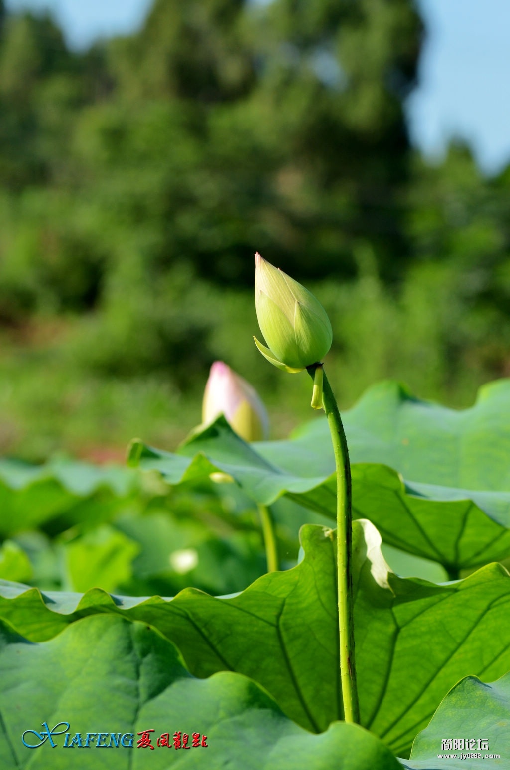 DSC_2512.jpg