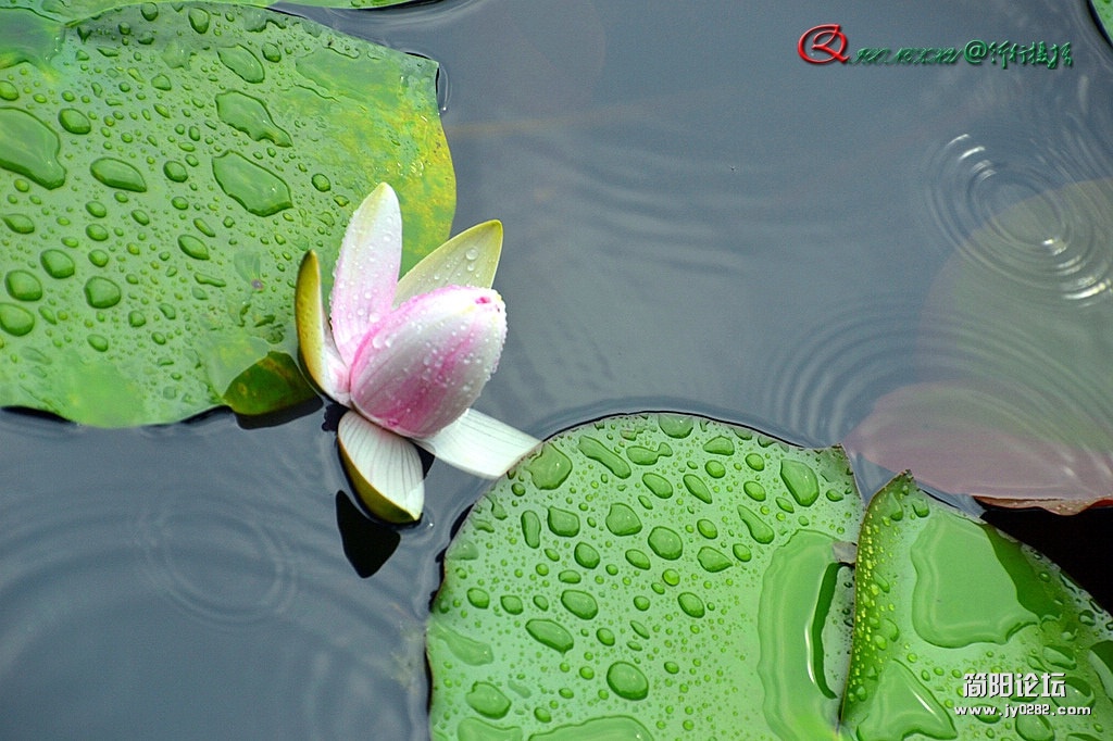 dsc_0041_副本.jpg