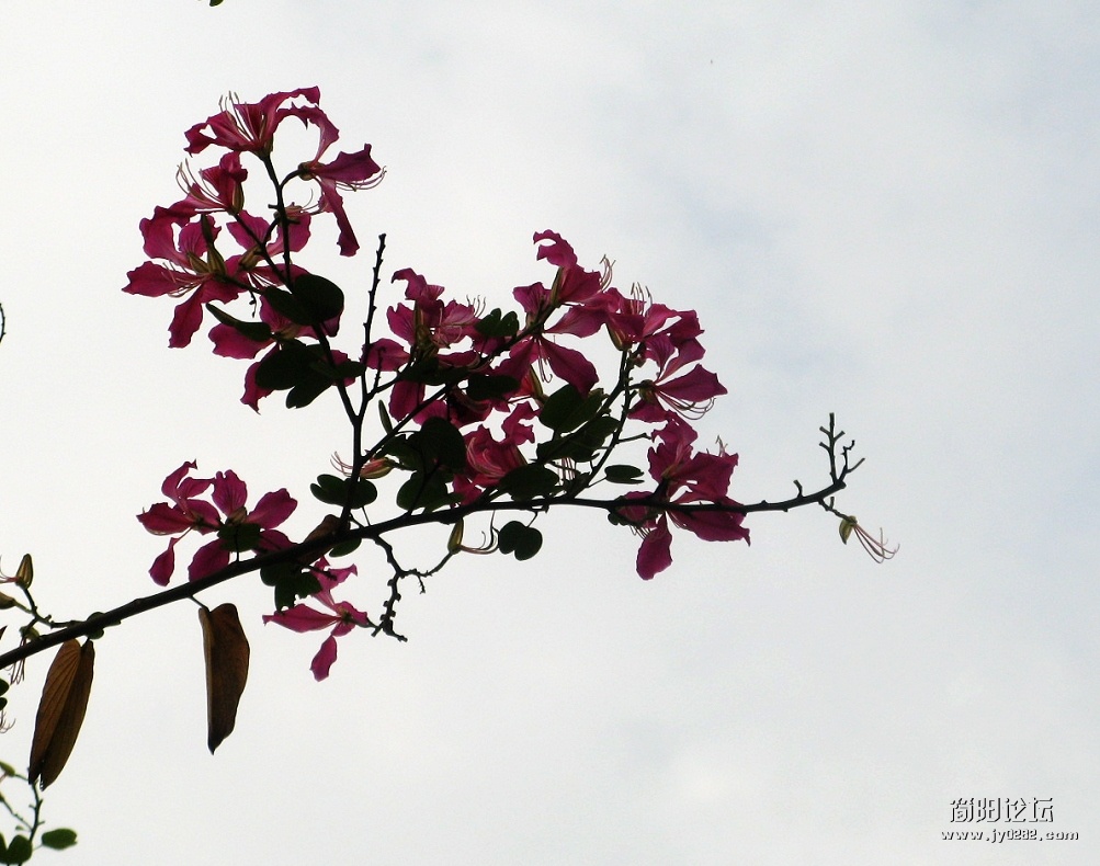 IMG_9506.jpg