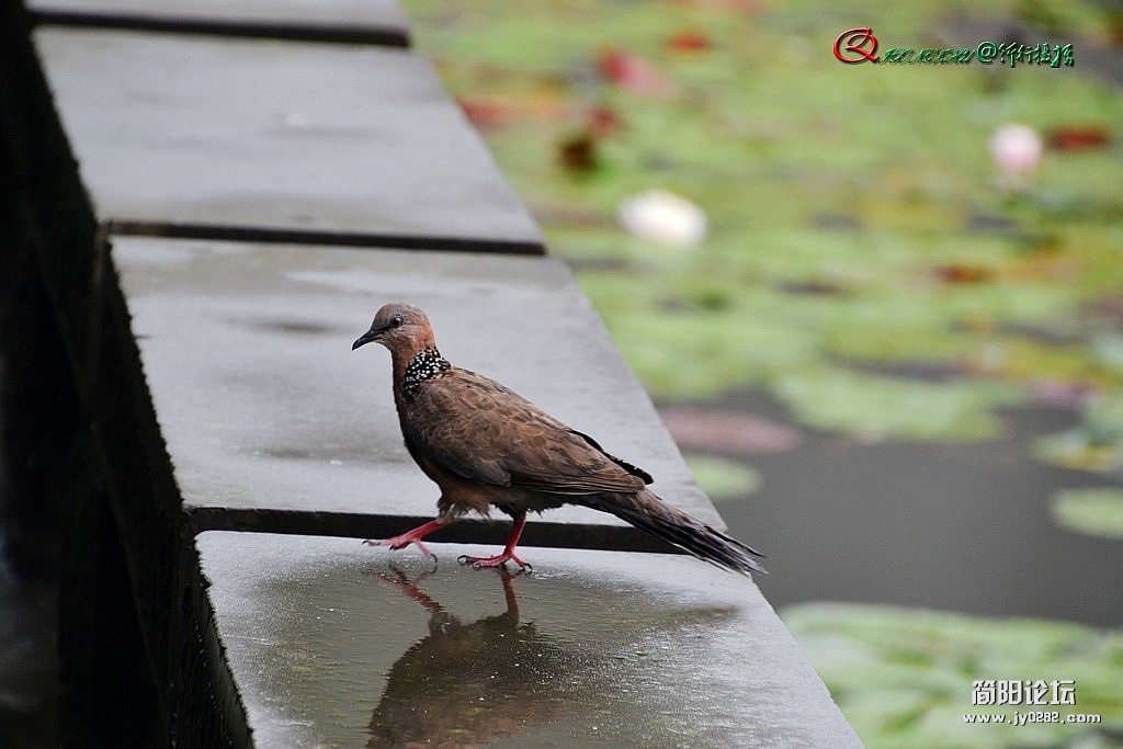 dsc_0011_副本.jpg