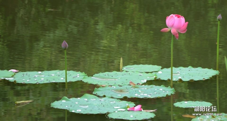 荷花 093.jpg