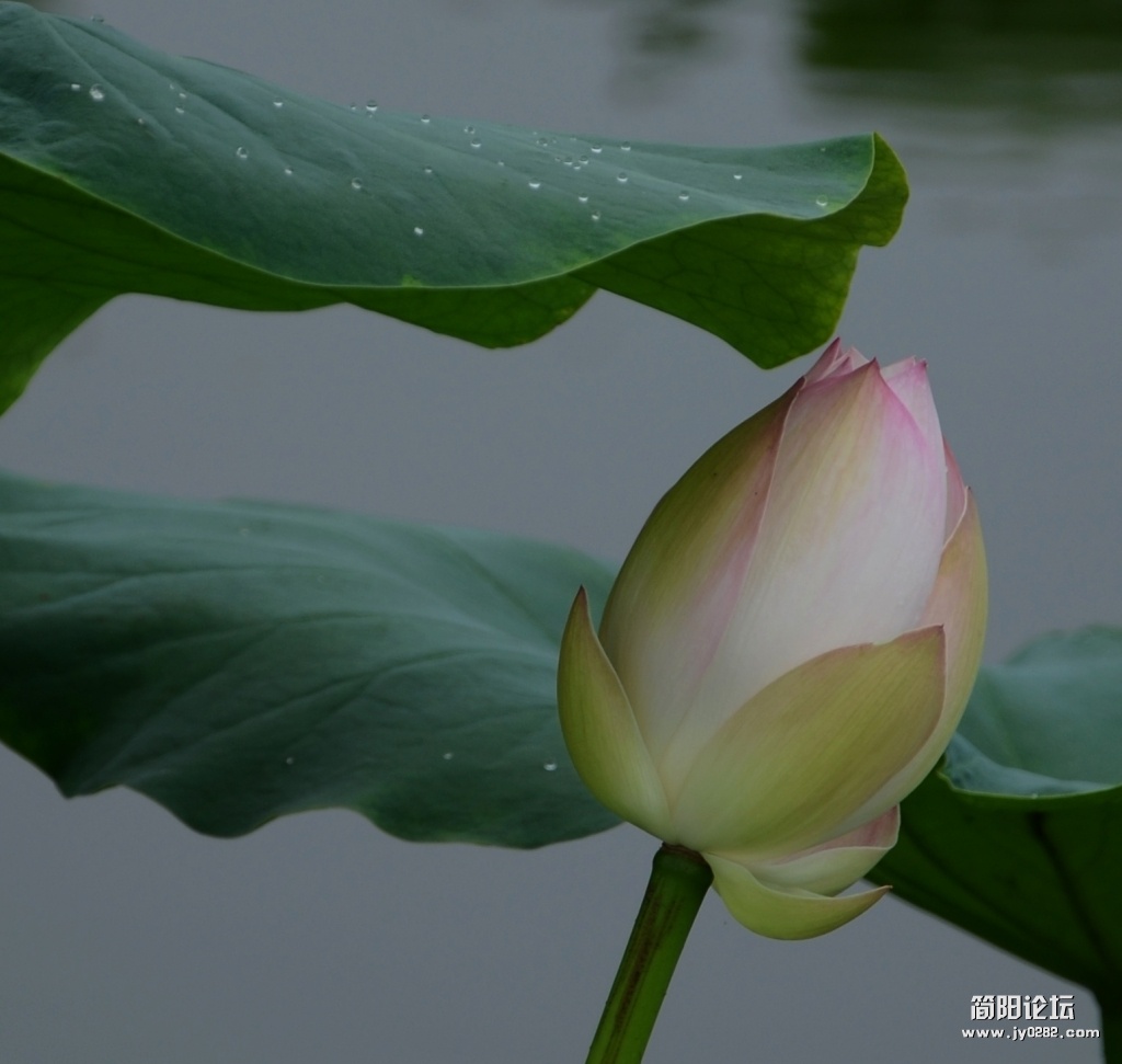 荷花 127.jpg