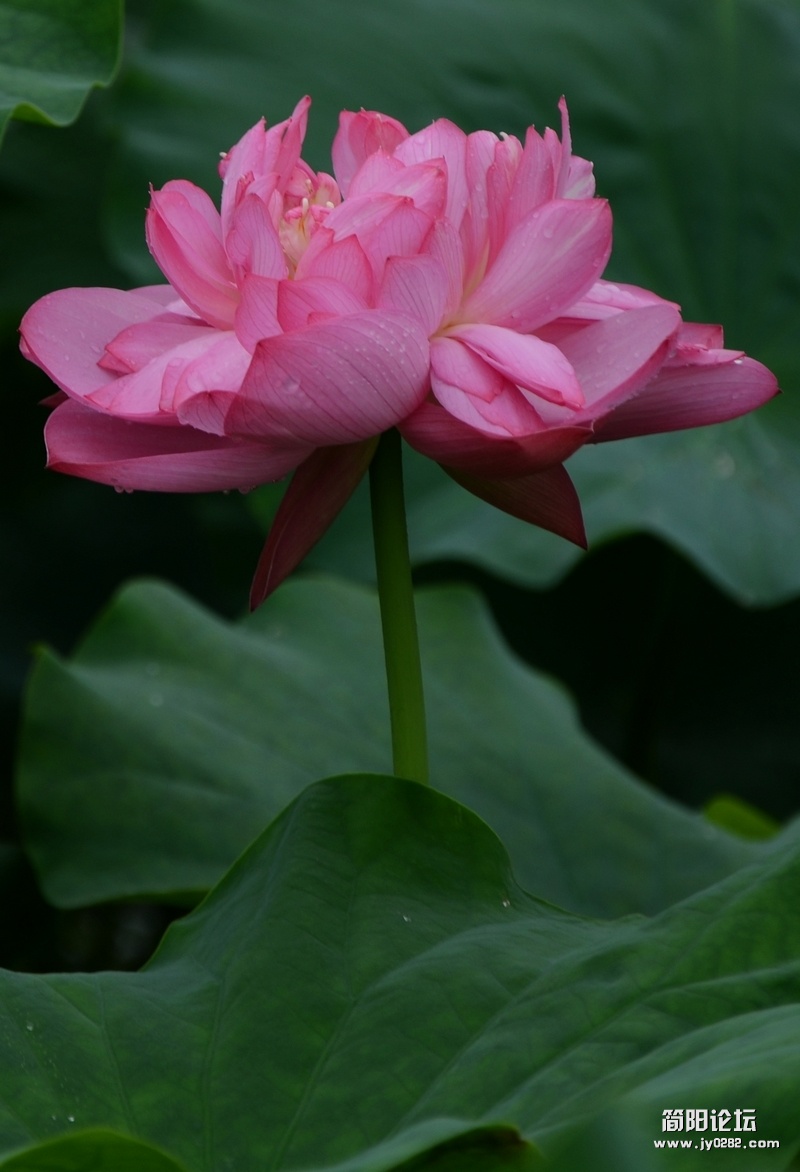 荷花 161.jpg
