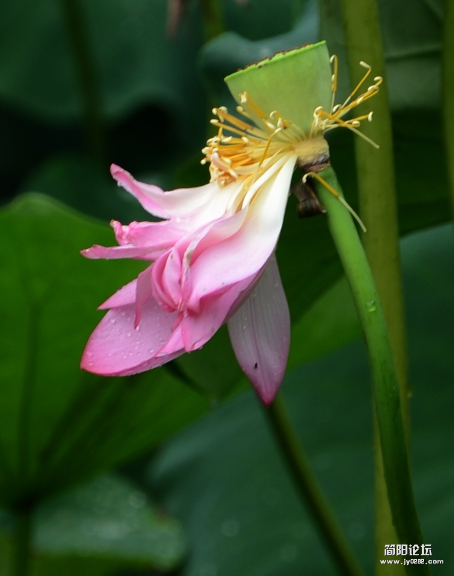 荷花 236.jpg