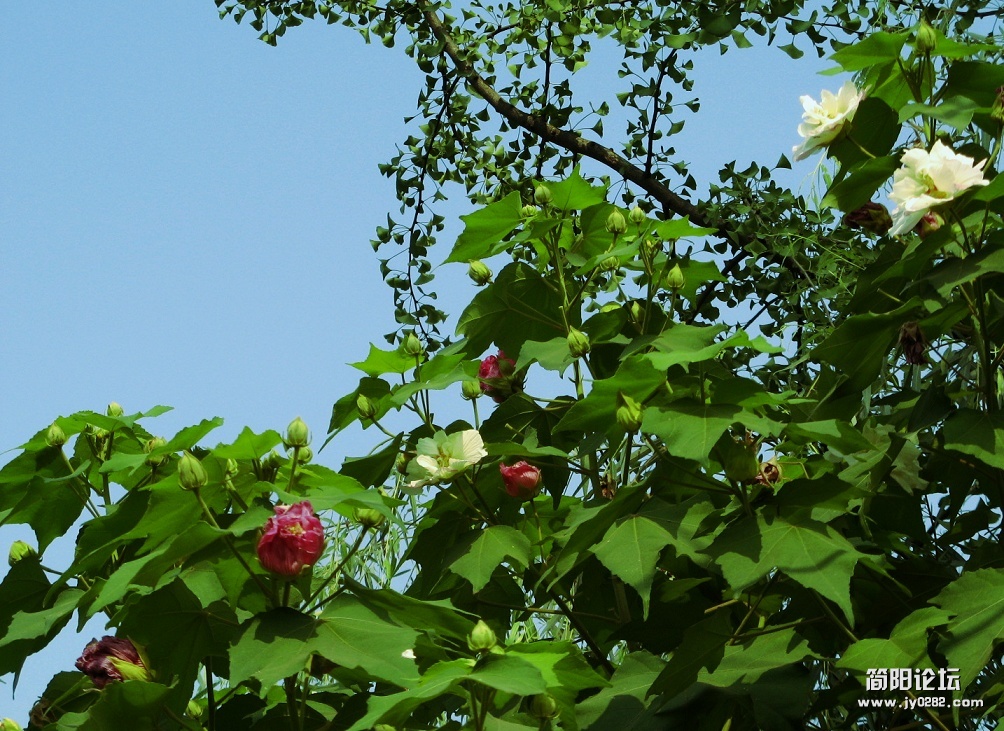 IMG_9621.jpg
