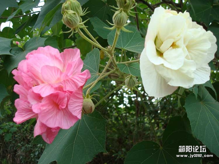 芙蓉花1.jpg