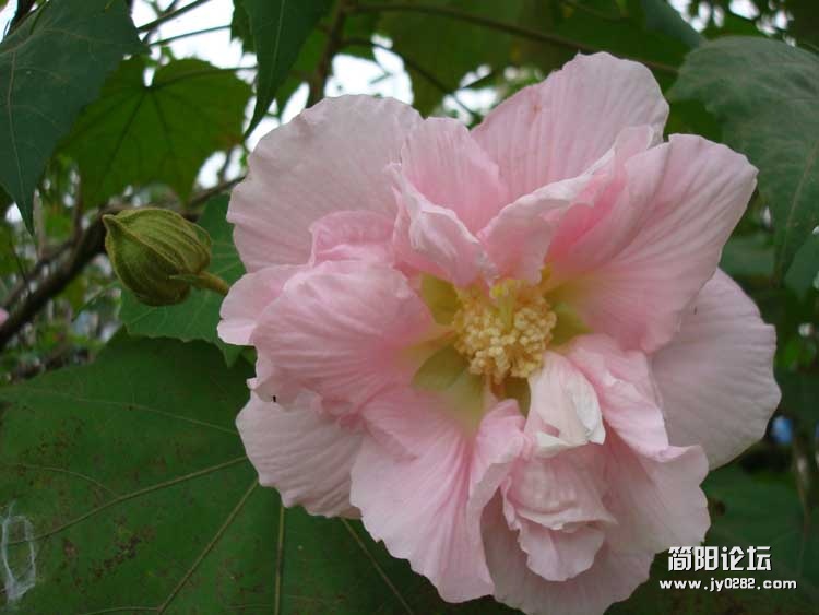 芙蓉花2.jpg