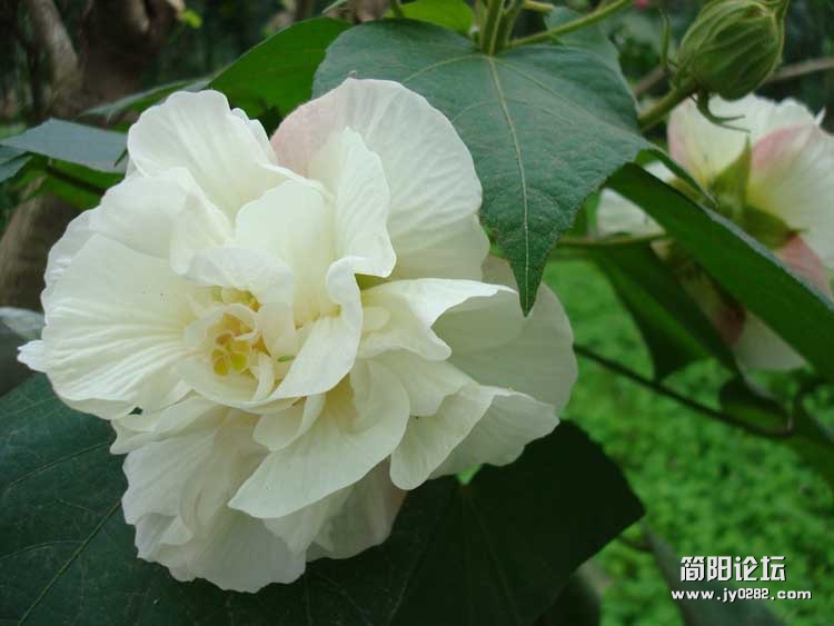 芙蓉花3.jpg
