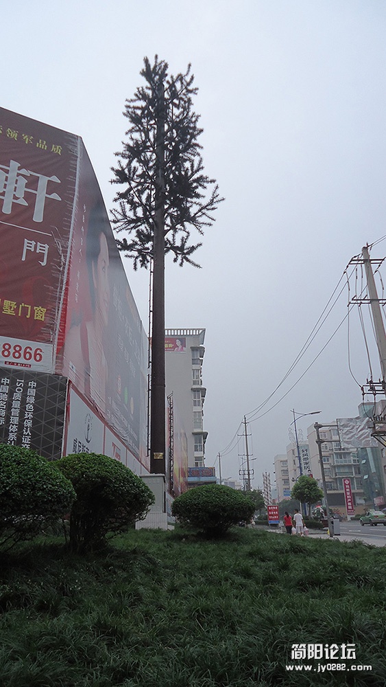奇了怪的大树