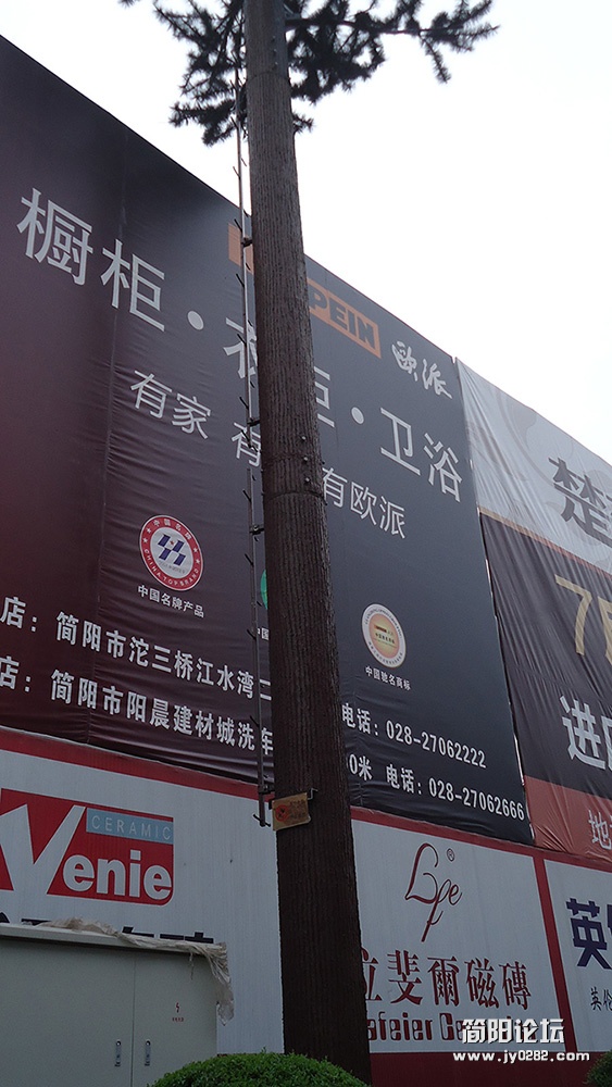 奇怪的大树