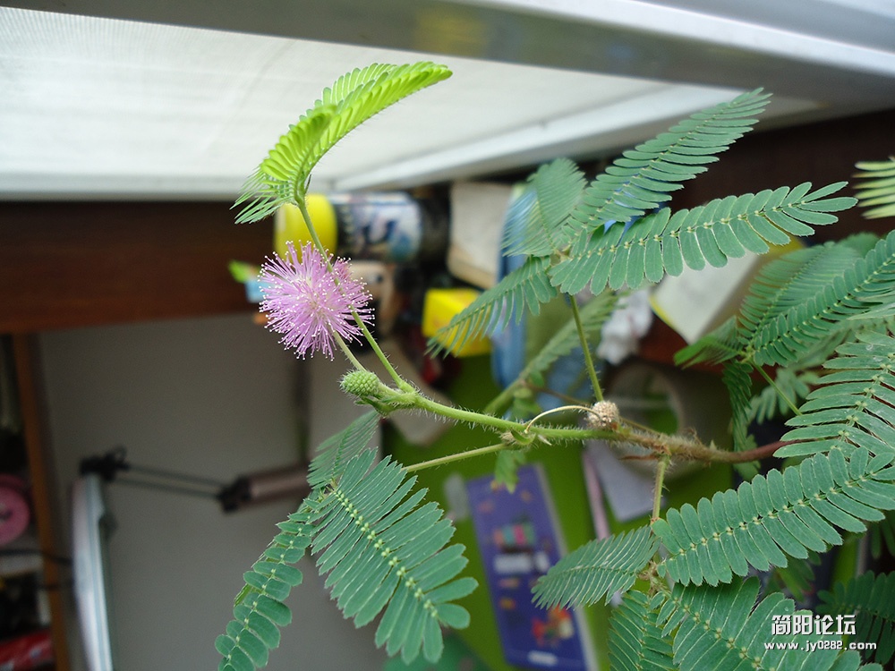 DSC00088.jpg