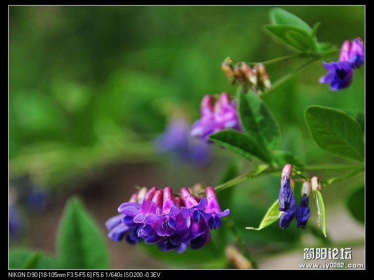 nEO_IMG_复件 (2) DSC_0497.jpg