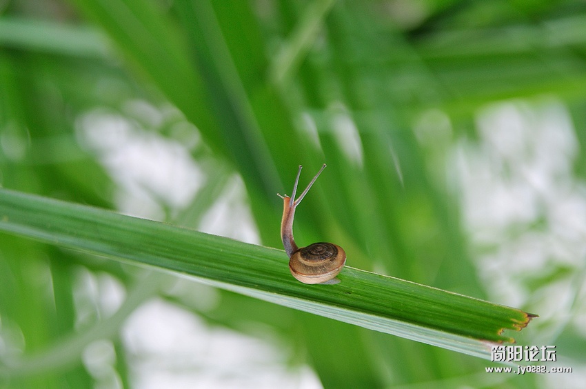 蜗牛1.jpg