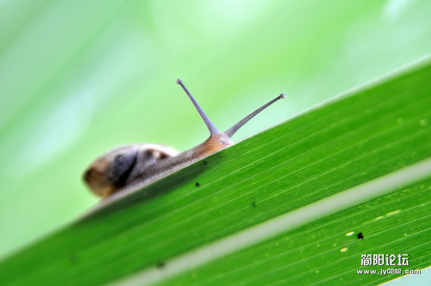 蜗牛6.jpg