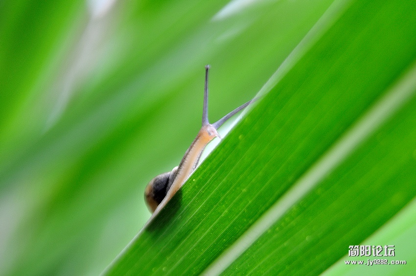 蜗牛7.jpg