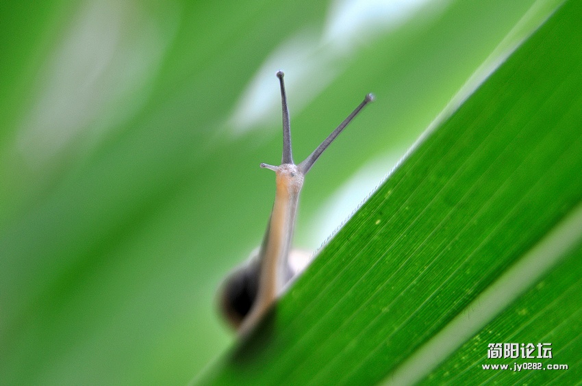 蜗牛8.jpg