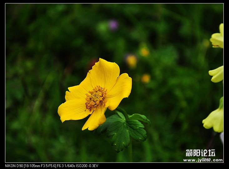 野花