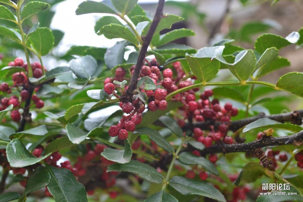 DSC_0380.JPG