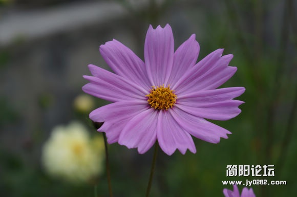 DSC00212.jpg