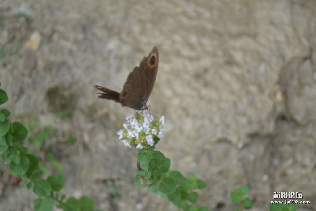 DSC_0410.JPG
