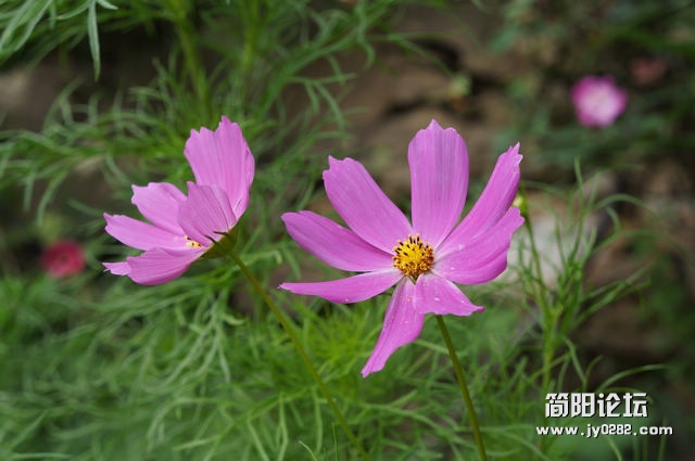 DSC00814.jpg
