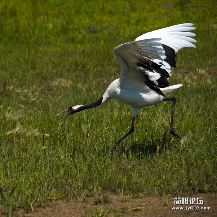 丹顶鹤06.jpg