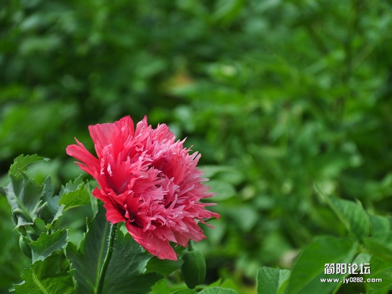 DSC_0485.JPG