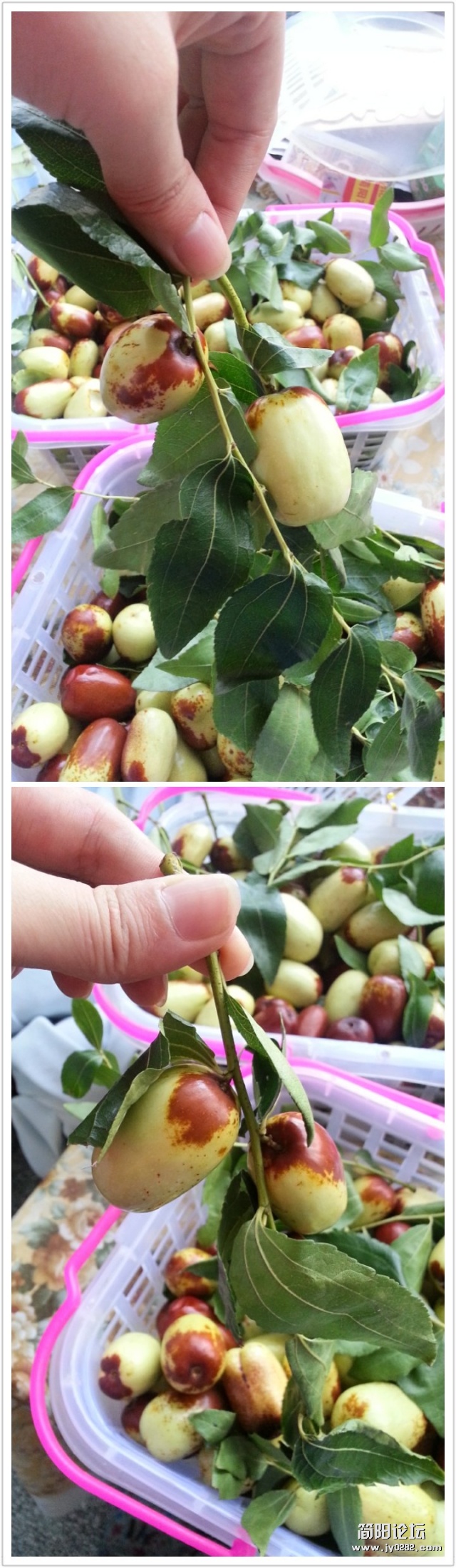 拼图2012_08_26_05_19_51.jpg