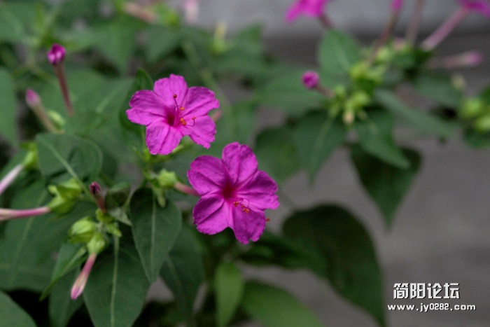 胭脂花.jpg