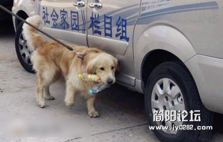 这是一只超帅的金毛，它每天跟着主人拣饮料瓶子，据狗主人称，从早到晚能拣300多个，能.jpg
