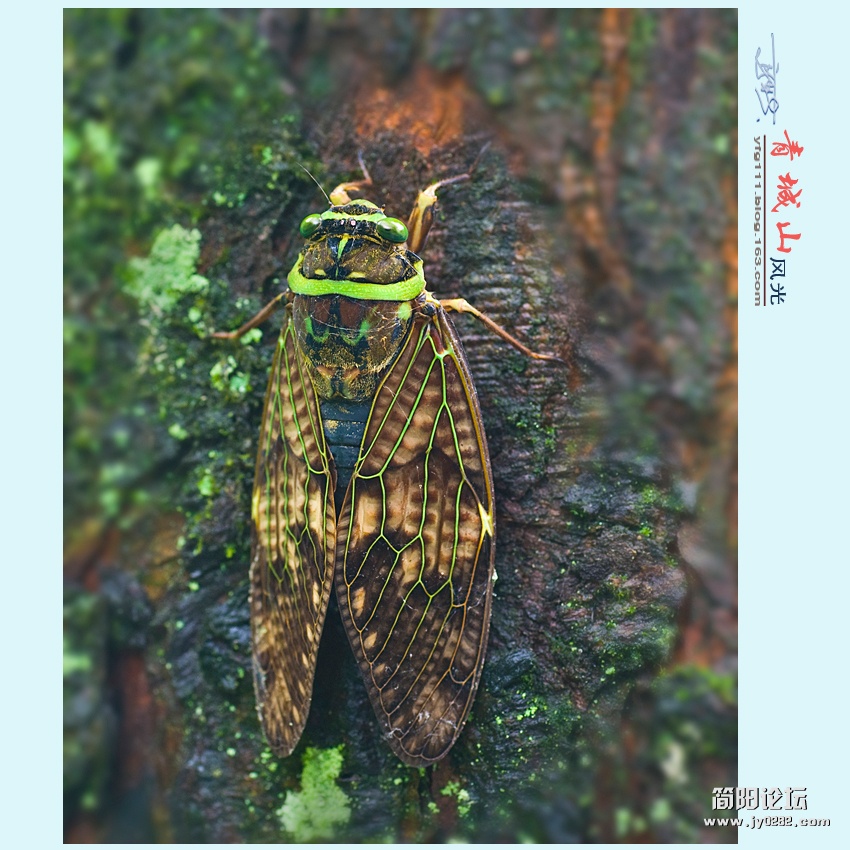 青城风光——03.jpg