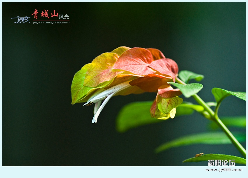 青城风光——02.jpg