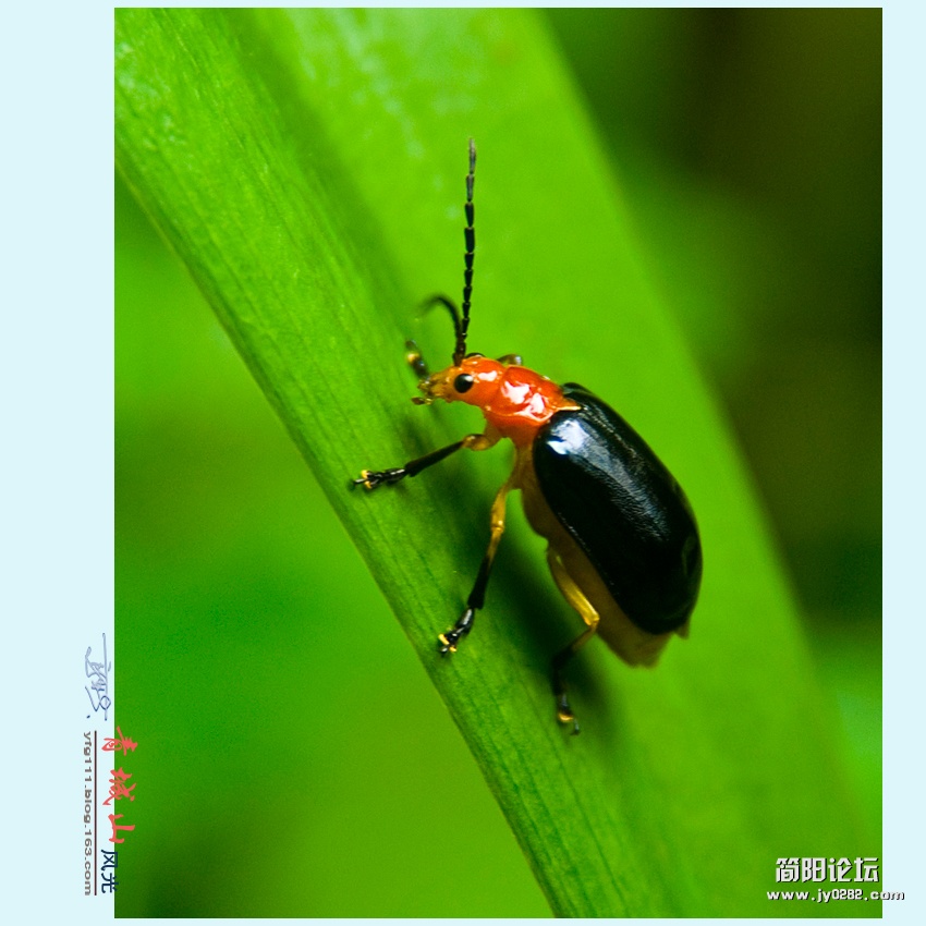 青城风光——12.jpg