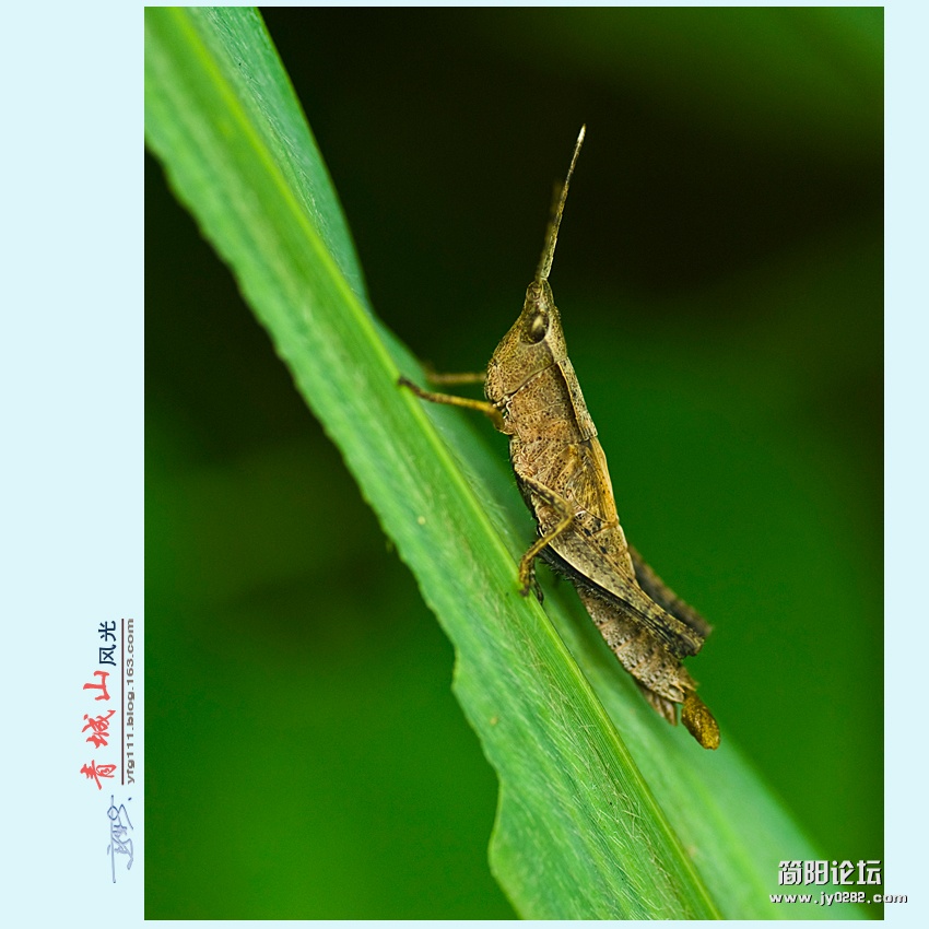 青城风光——18.jpg