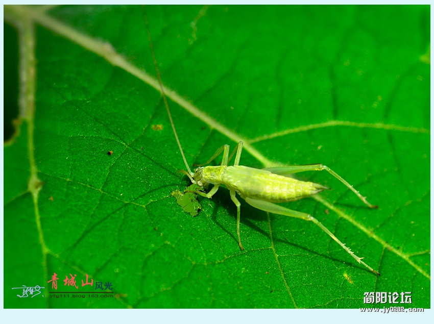青城风光——17.jpg