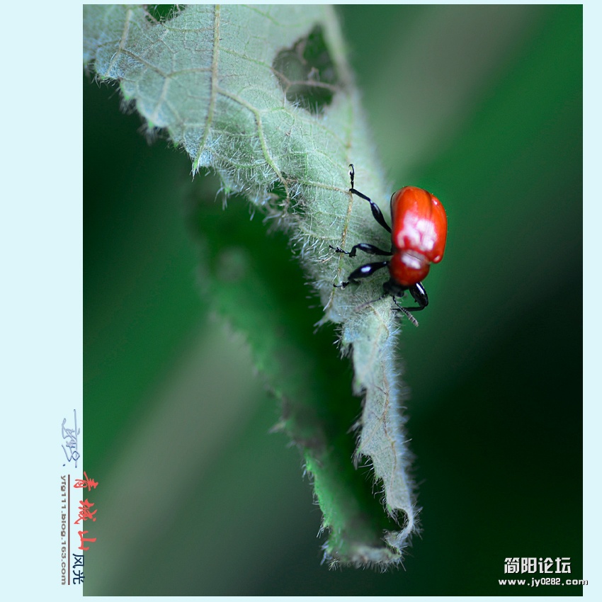 青城风光——16.jpg