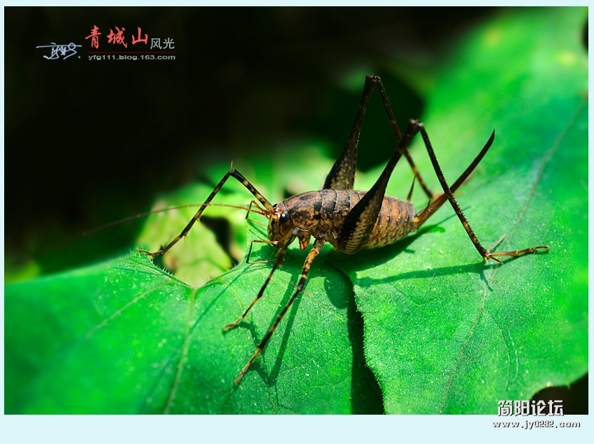 青城风光——14.jpg
