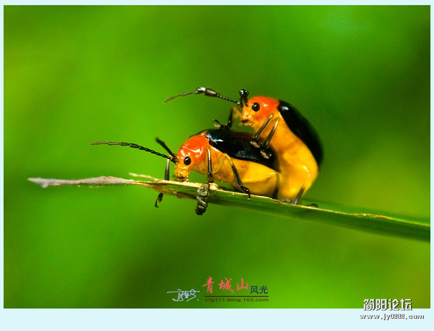 青城风光——13.jpg