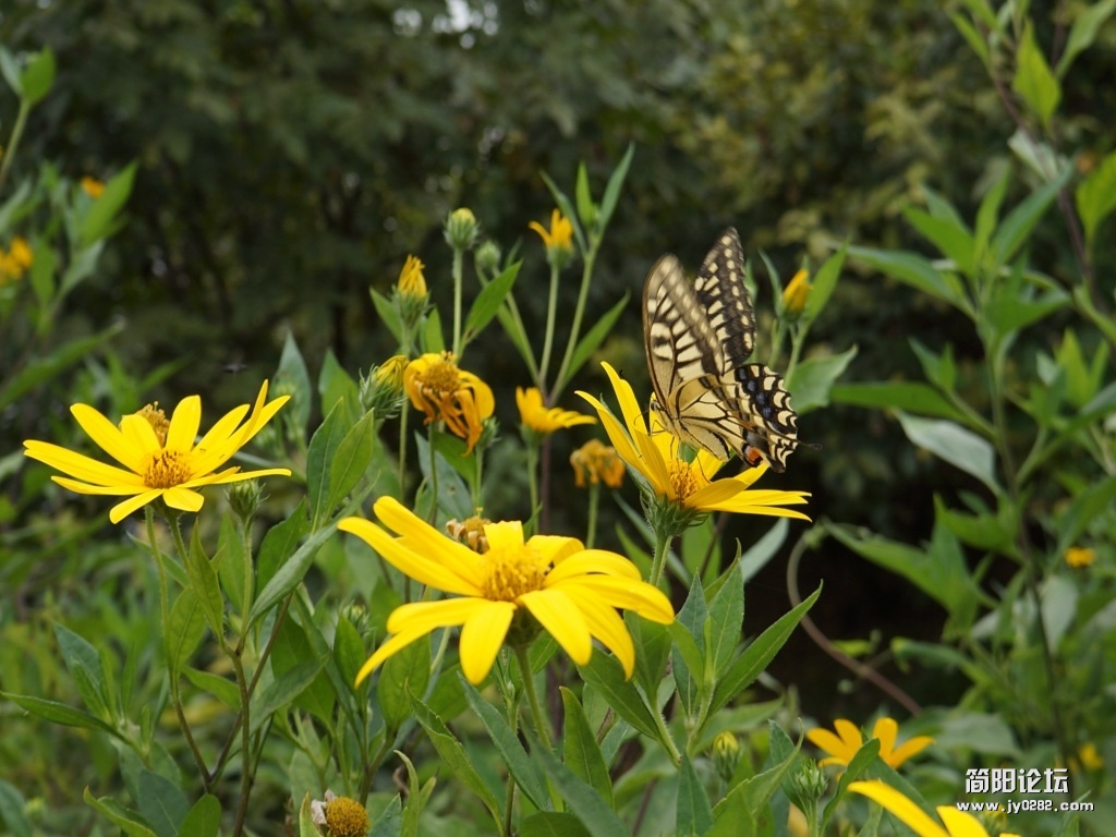 dsc01008_conew4.jpg